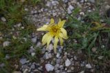 genus Tragopogon