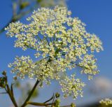 Pimpinella saxifraga. Соцветие. Тульская обл., Плавский р-н, окр. пос. Молочные Дворы, луг. 24.07.2022.