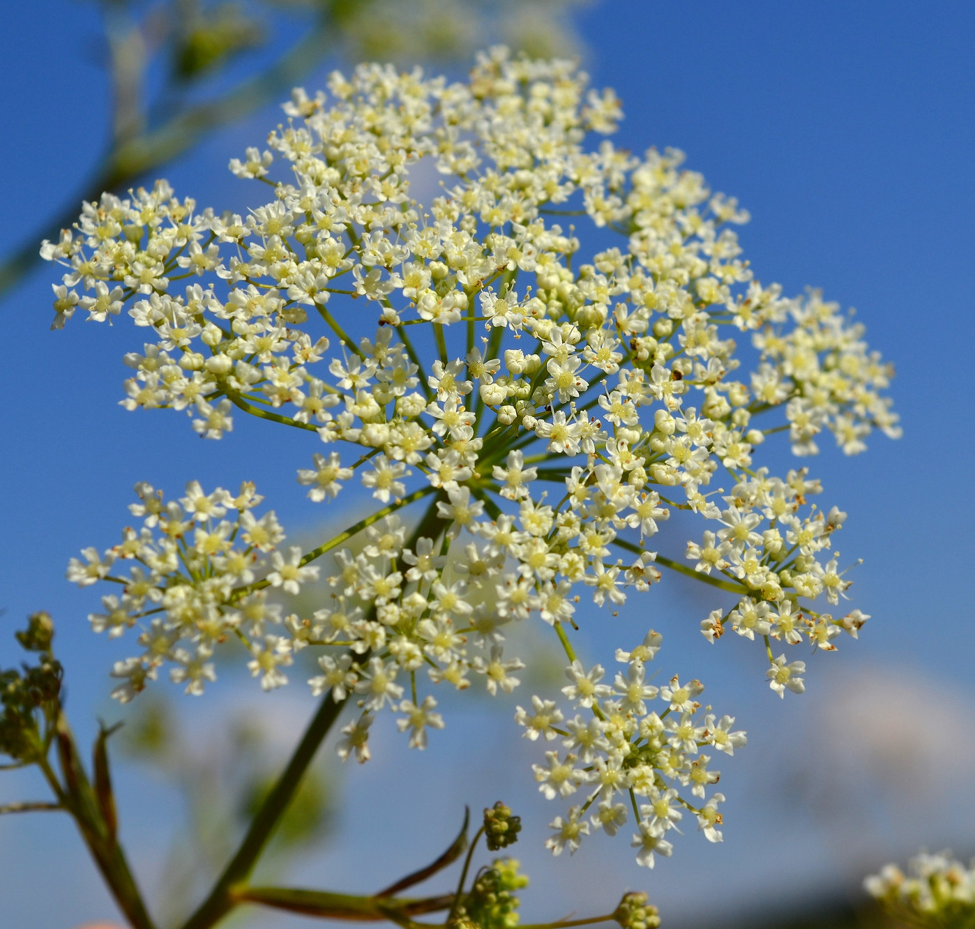 Image of Pimpinella saxifraga specimen.