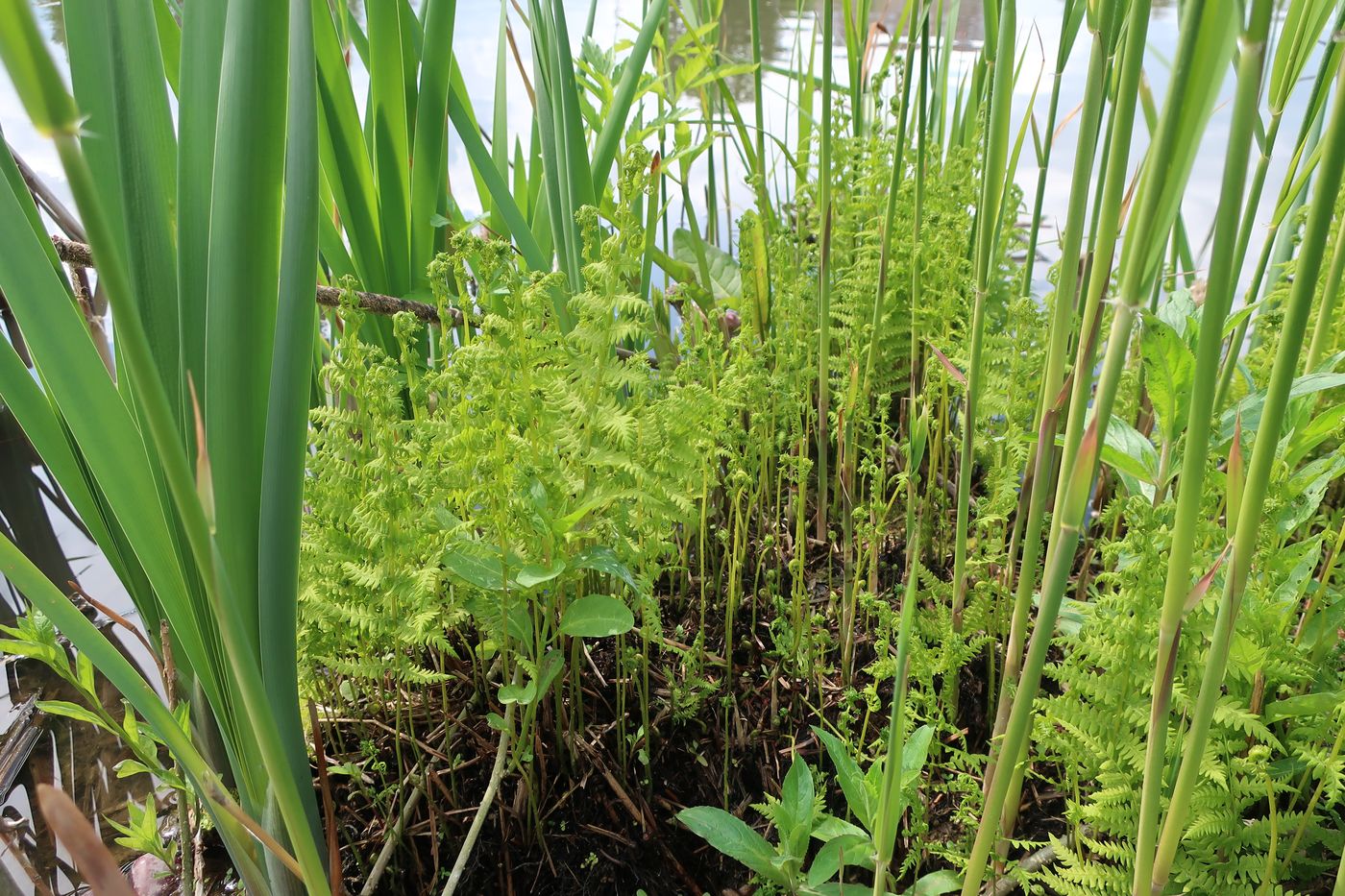 Изображение особи Thelypteris palustris.