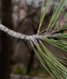 Pinus torreyana