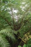 Angiopteris evecta. Вегетирующее растение. Филиппины, провинция Кесон, муниципалитет Канделария, заповедник \"Mount Banahaw de Lucban\". 12.11.2008.