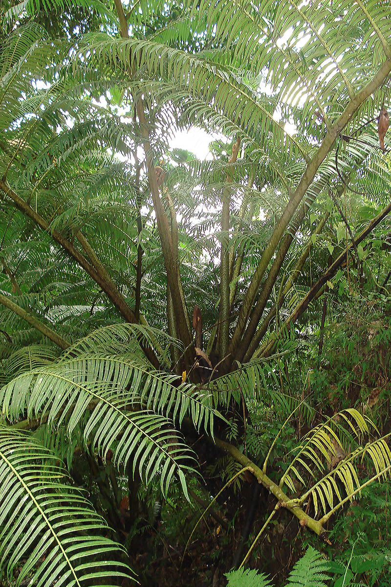Image of Angiopteris evecta specimen.