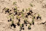 Cousinia prolifera. Цветущее растение. Узбекистан, Наманганская обл., Папский р-н, предгорья Кураминского хр., Ферганская долина, бассейн р. Жийдалисай, окр. местности Жийдабулок (Jiydabuloq), глинистый склон. 18.06.2022.
