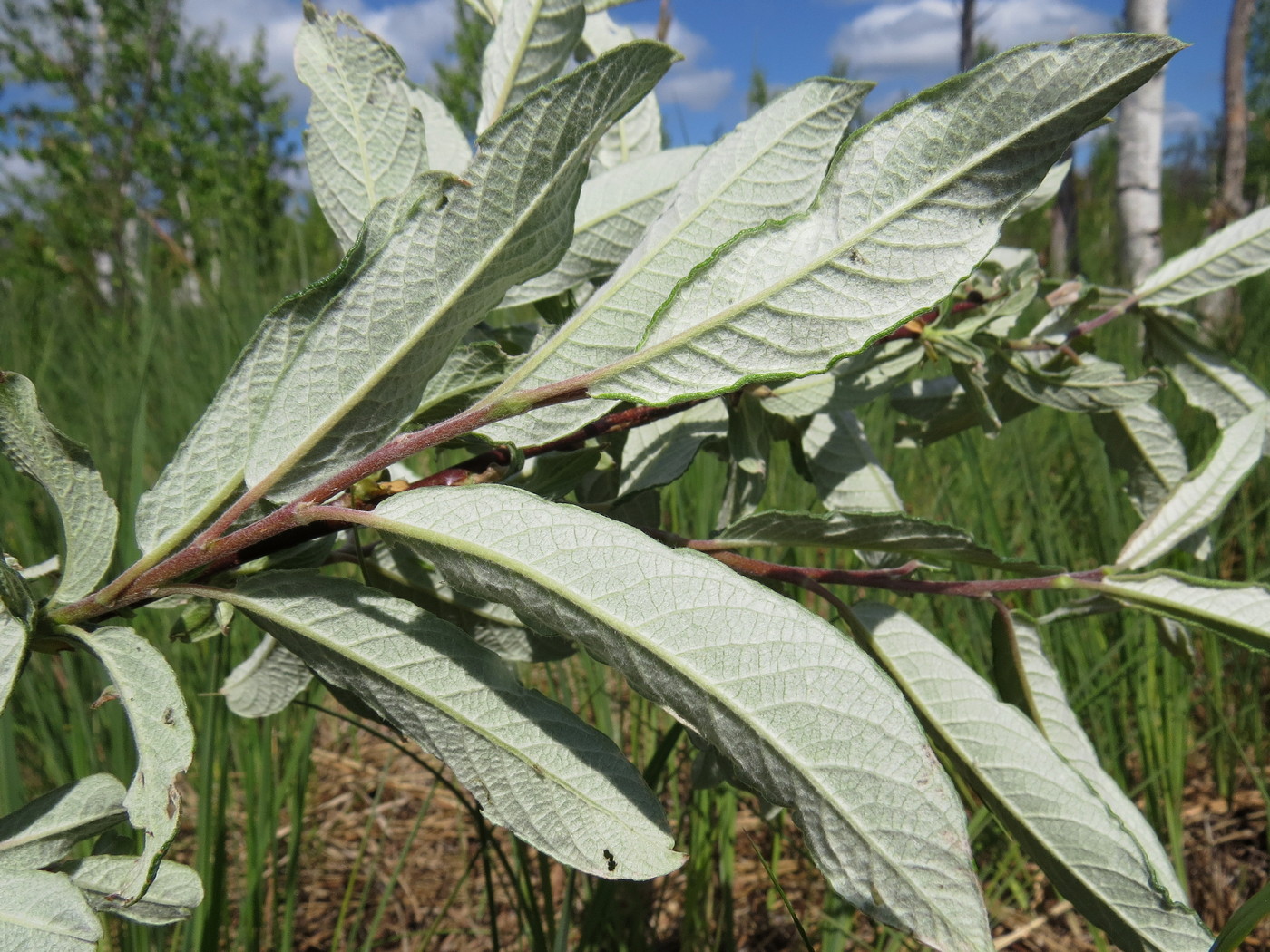 Image of Salix lapponum specimen.