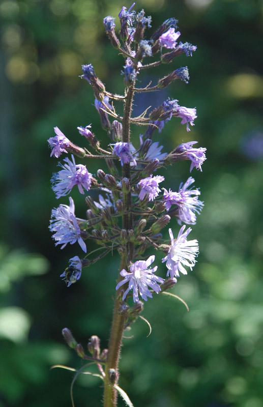 Image of Cicerbita alpina specimen.