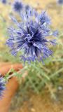 Echinops ritro