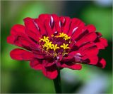 Zinnia elegans