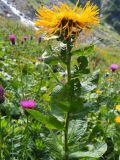 Inula orientalis