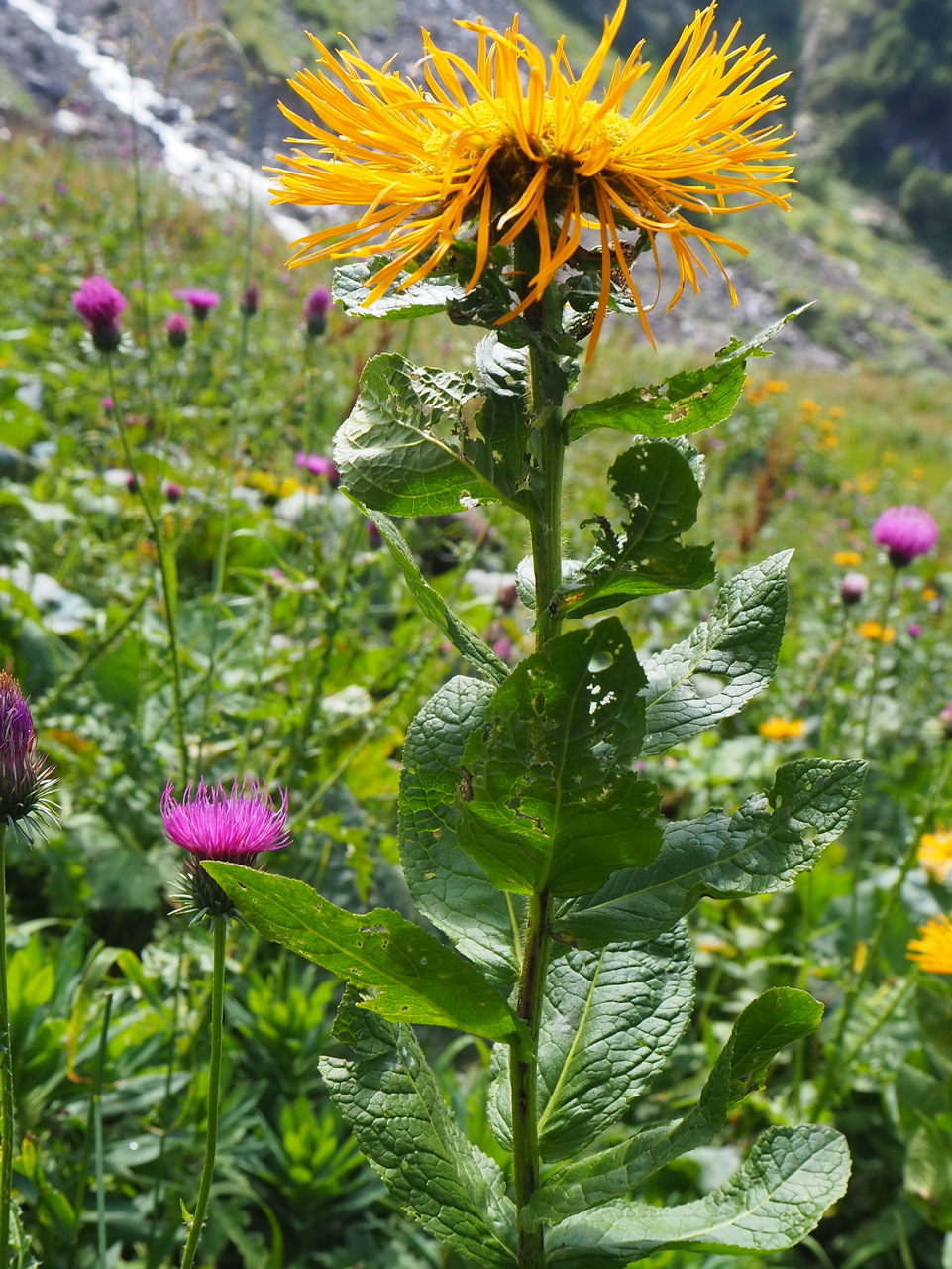 Image of Inula orientalis specimen.