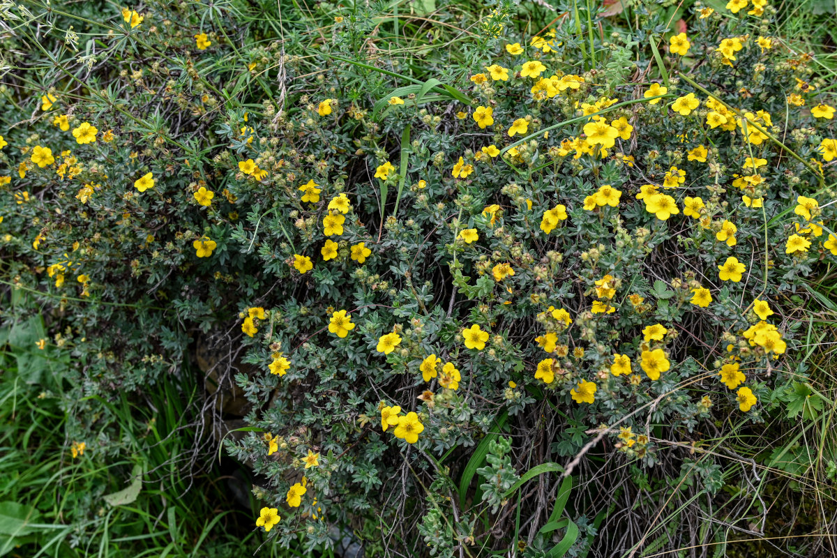 Image of Dasiphora fruticosa specimen.