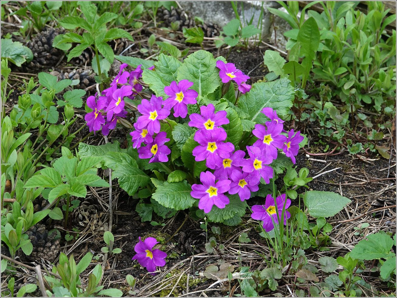 Image of Primula vulgaris specimen.