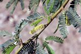 Prosopis pallida. Ветвь с соцветием и листьями. Индия, штат Гуджарат, округ Бхавнагар, национальный парк \"Блекбак Велавадар\". 11.12.2022.