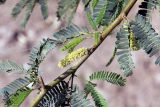 Prosopis pallida. Ветвь с соцветием и листьями. Индия, штат Гуджарат, округ Бхавнагар, национальный парк \"Блекбак Велавадар\". 11.12.2022.
