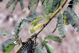 Prosopis pallida