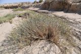 Artemisia juncea. Плодоносящее растение. Казахстан, Алматинская обл., горы Богуты, глинистое дно временного водотока. 17 сентября 2022 г.