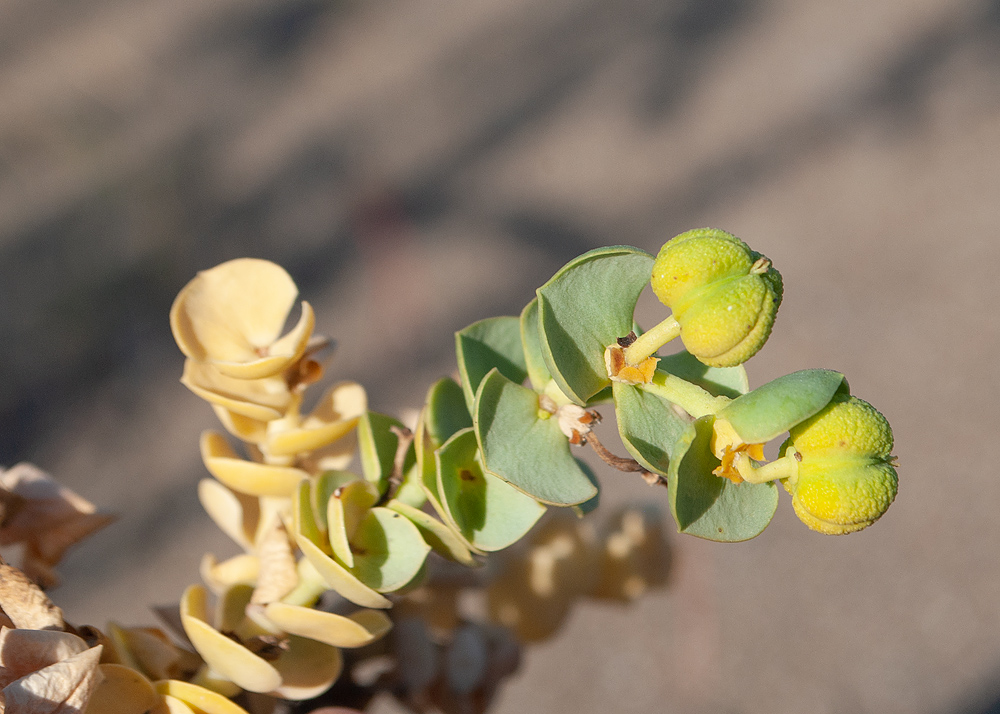 Изображение особи Euphorbia paralias.