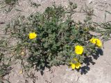 Potentilla taurica. Цветущее растение. Краснодарский край, м/о город-курорт Анапа, окр. пос. Супсех, остепнённый участок вдоль тропы на вершине горы. 07.05.2016.