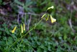 Oxalis pes-caprae