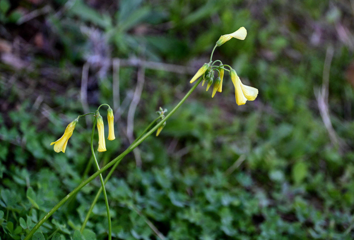 Image of Oxalis pes-caprae specimen.