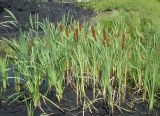 Typha latifolia. Плодоносящие растения. Приморский край, Партизанский ГО, пос. Лозовый, территория Партизанской ГРЭС, юго-восточный угол, сырой участок. 23.08.2021.