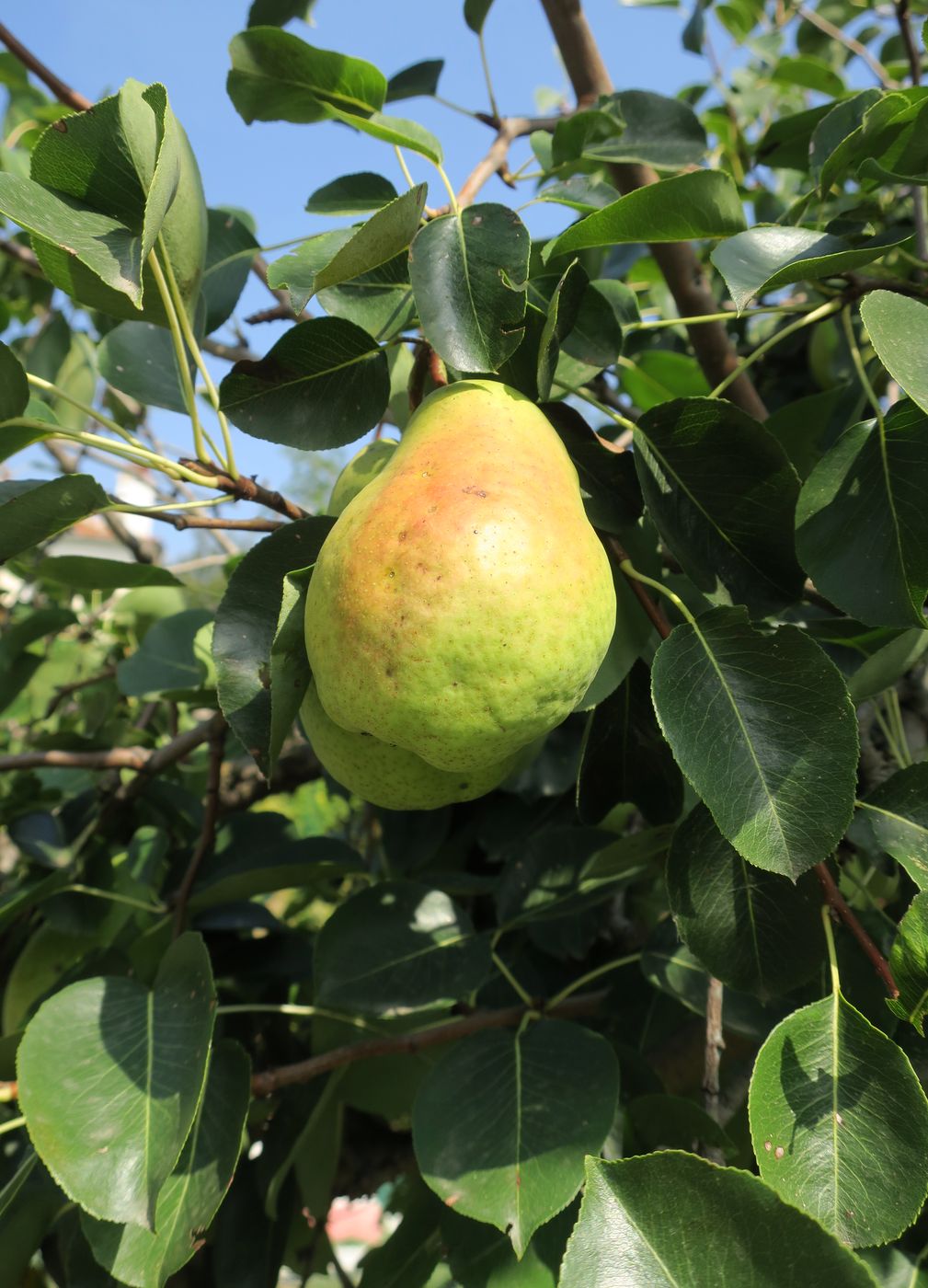 Image of Pyrus communis specimen.