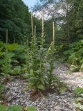 Verbascum thapsus