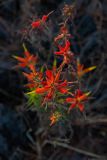 Castilleja tenuiflora