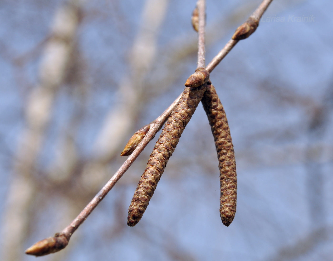 Изображение особи Betula platyphylla.