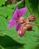 Geranium macrorrhizum