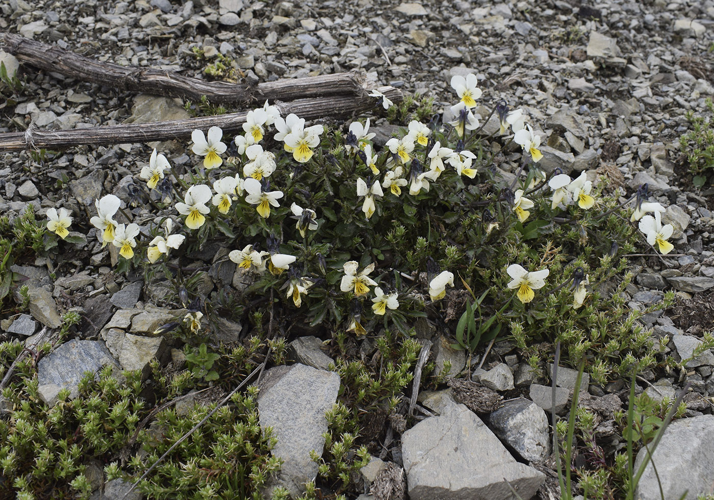 Изображение особи Viola tricolor ssp. alpestris.