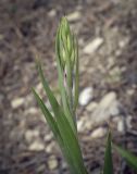 Cephalanthera rubra