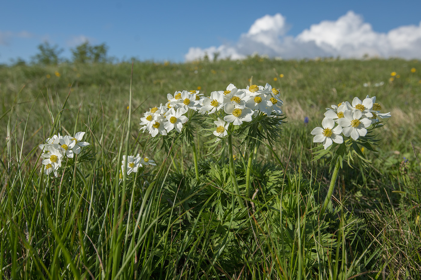 Изображение особи Anemonastrum fasciculatum.