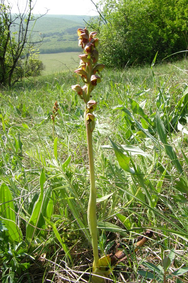 Image of Steveniella satyrioides specimen.