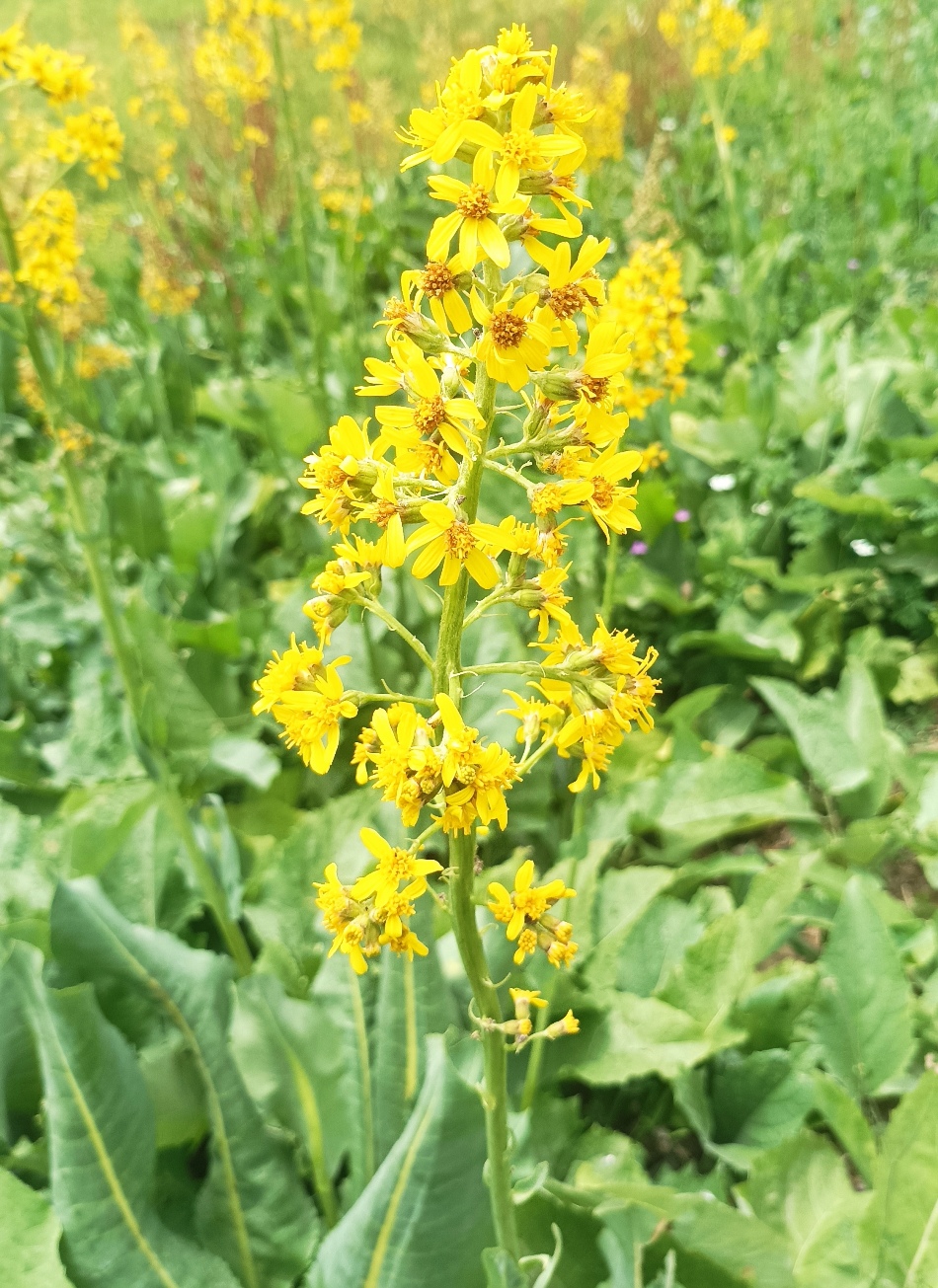 Изображение особи Ligularia heterophylla.