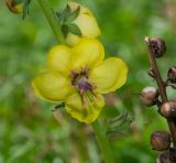 Verbascum virgatum. Цветок и часть обломанного сухого соплодия. Чили, обл. Valparaiso, провинция Isla de Pascua, г. Hanga Roa, высокий берег океана, сообщество травянистых растений. 08.03.2023.