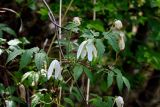 Atragene sibirica. Верхушка цветущего растения на ветвях Spiraea. Хакасия, Ширинский р-н, окр. с. Ефремкино, скалы Тогыз-Аз, заросли кустарников на опушке лиственничного леса. 07.06.2022.