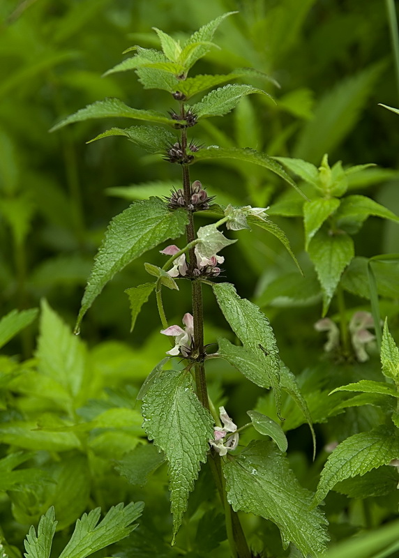 Image of Lamium barbatum specimen.
