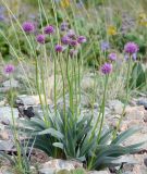 Allium carolinianum