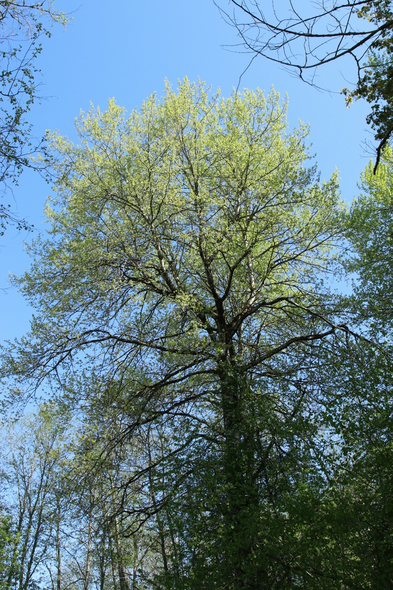 Image of Populus tremula specimen.
