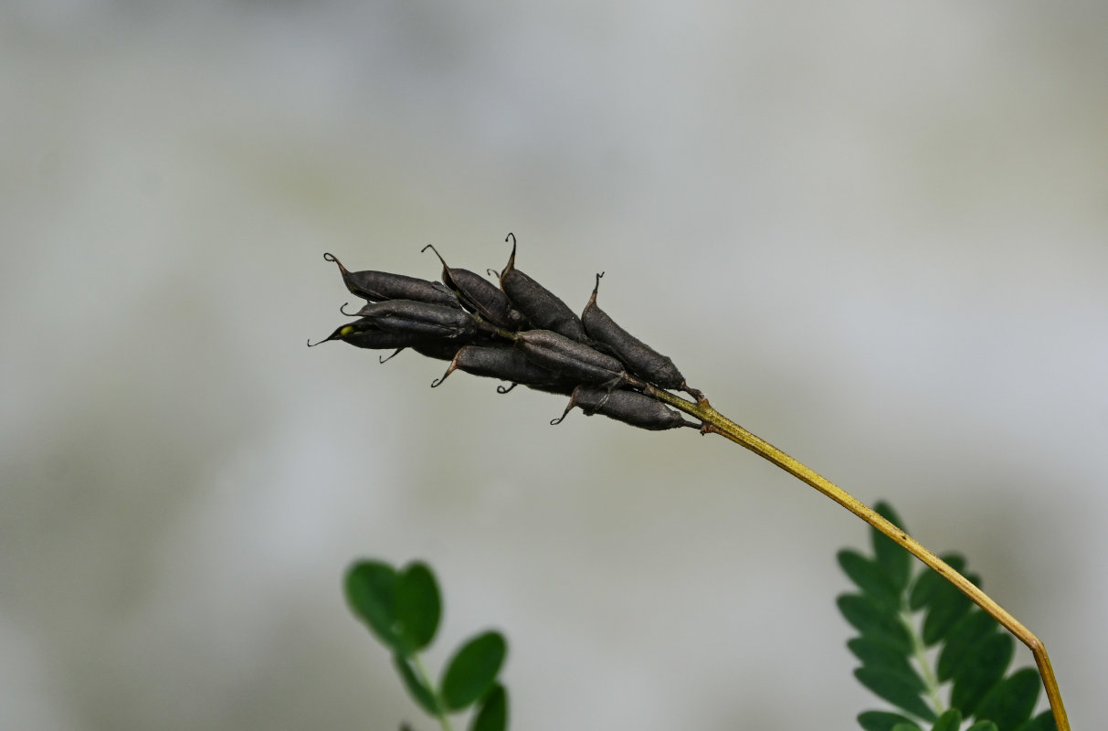 Image of Astragalus schelichowii specimen.