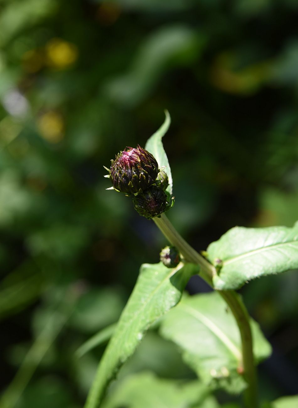 Изображение особи Cirsium heterophyllum.