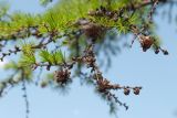 Larix cajanderi. Ветвь с шишками. Республика Саха (Якутия), Горный улус, Мытахский наслег, окр. базы \"Уораннах\", лиственничный лес. 23.07.2023.