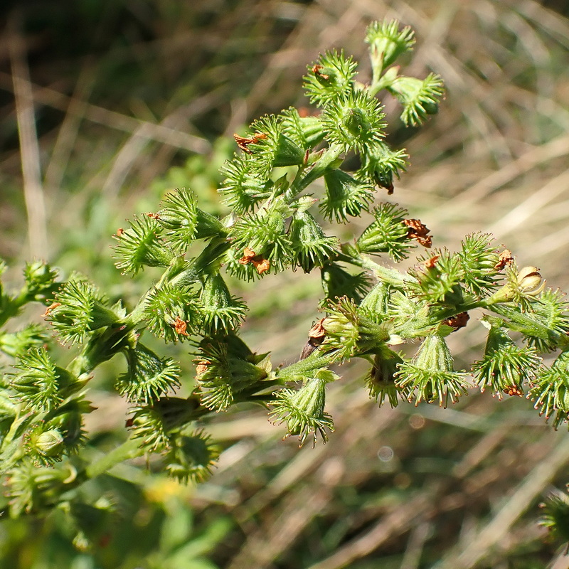 Image of genus Agrimonia specimen.