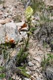 Pedicularis dolichorrhiza