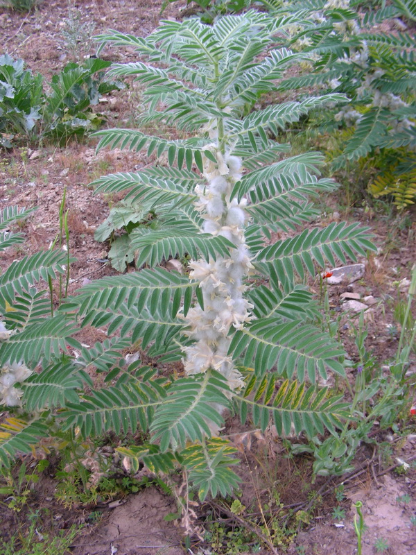 Изображение особи Astragalus sieversianus.