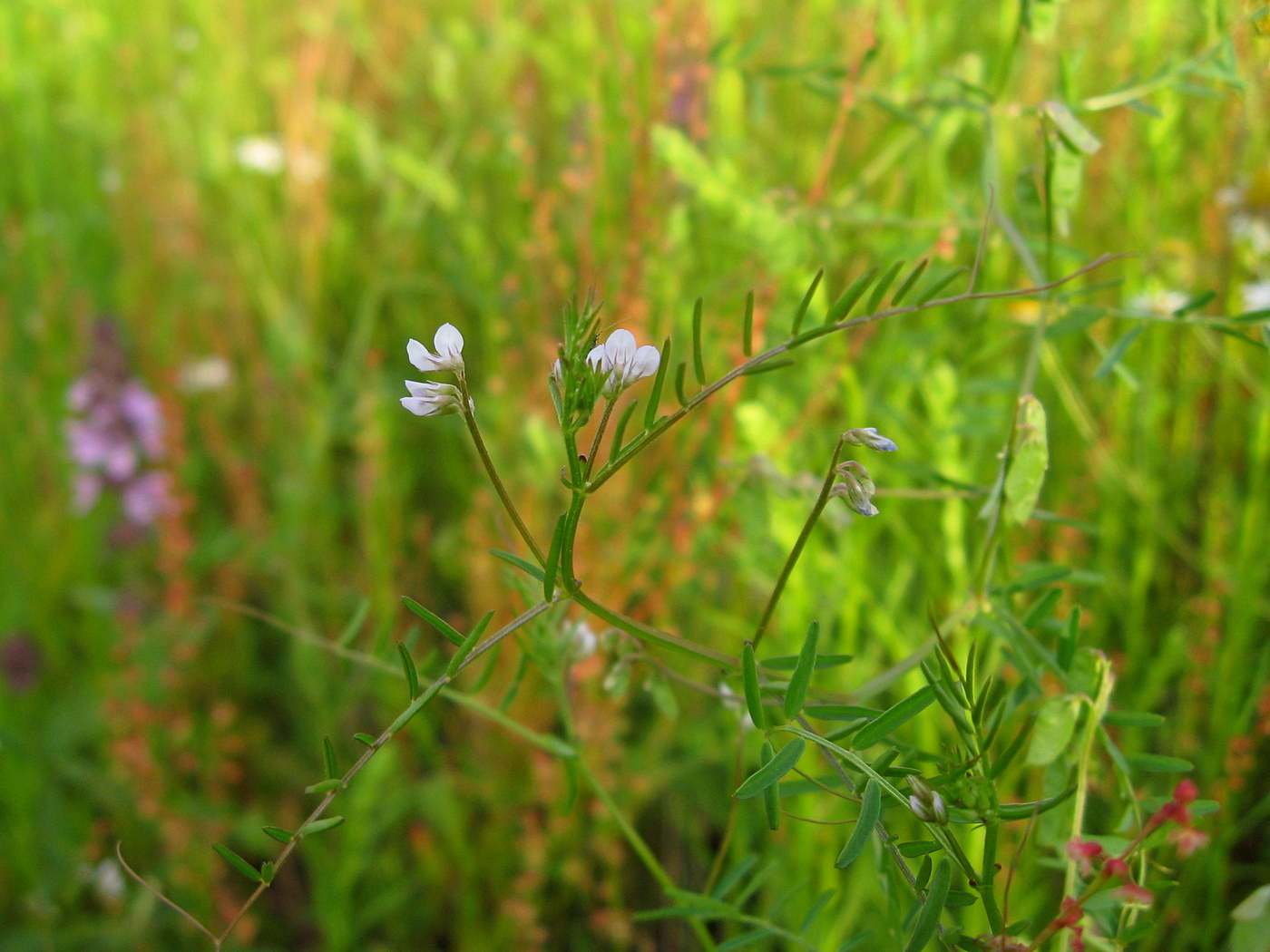 Изображение особи Vicia hirsuta.