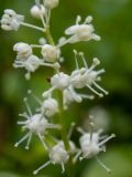 Maianthemum bifolium. Часть соцветия. Тверская обл., Кимрский р-н, окр. дер. Нутромо, край заболоченного участка в сосново-еловом бору, возле лесной дороги. 09.06.2023.