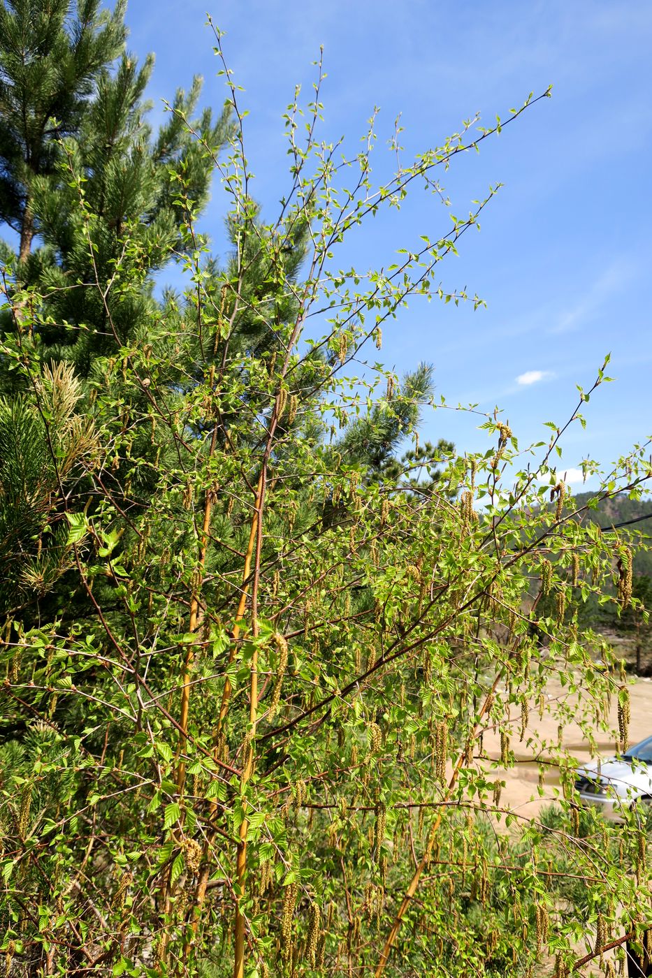 Image of Betula platyphylla specimen.