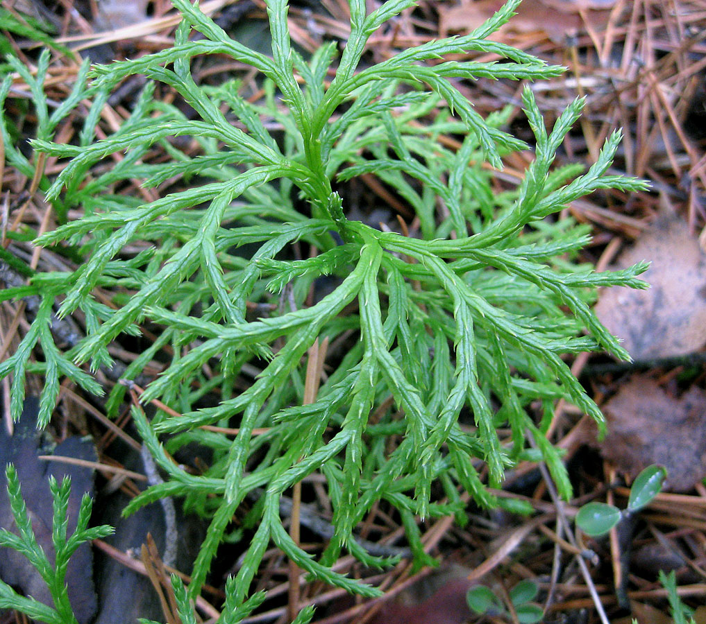 Image of Diphasiastrum &times; zeilleri specimen.